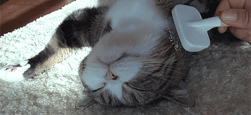 기분이.....기분이...좋다냥......♥ | 인스티즈