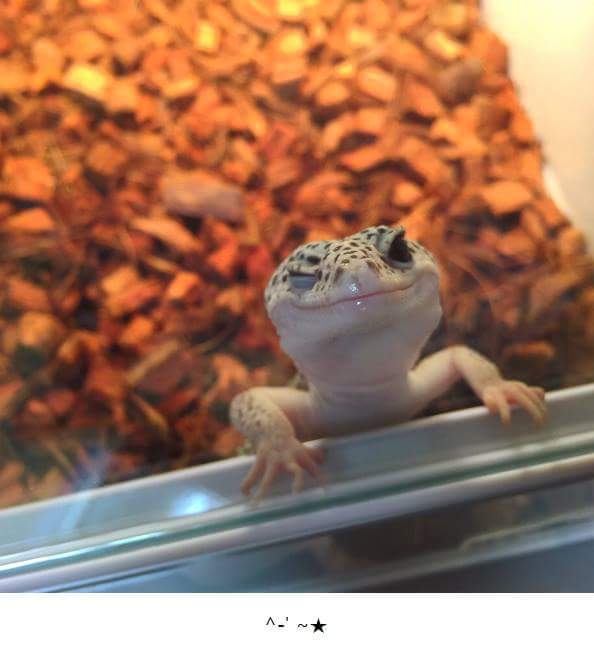 사람한테 끼부리는 도마뱀.jpg | 인스티즈