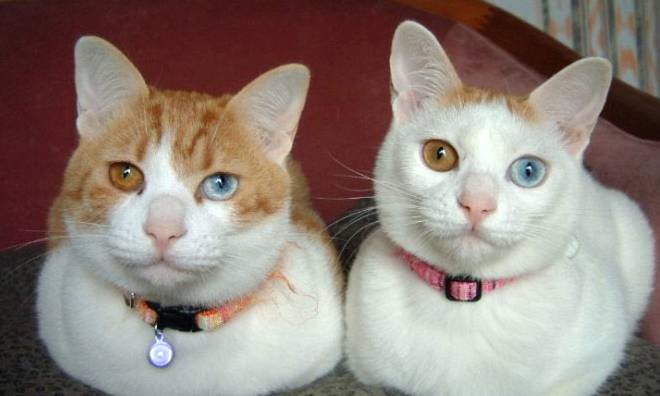 오드아이냥 | 인스티즈