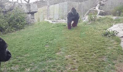 고릴라 파워 .GIF | 인스티즈