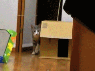 하루한번 고양이 | 인스티즈