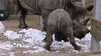 얼음 마사지하는 코뿔소.gif | 인스티즈