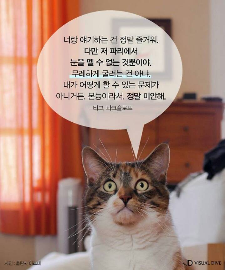 고양이를 인터뷰 한다면 | 인스티즈