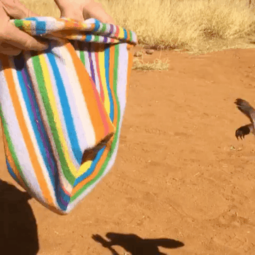 새끼 캥거루 본능.gif | 인스티즈