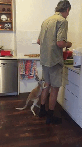 호주의 개냥이 | 인스티즈