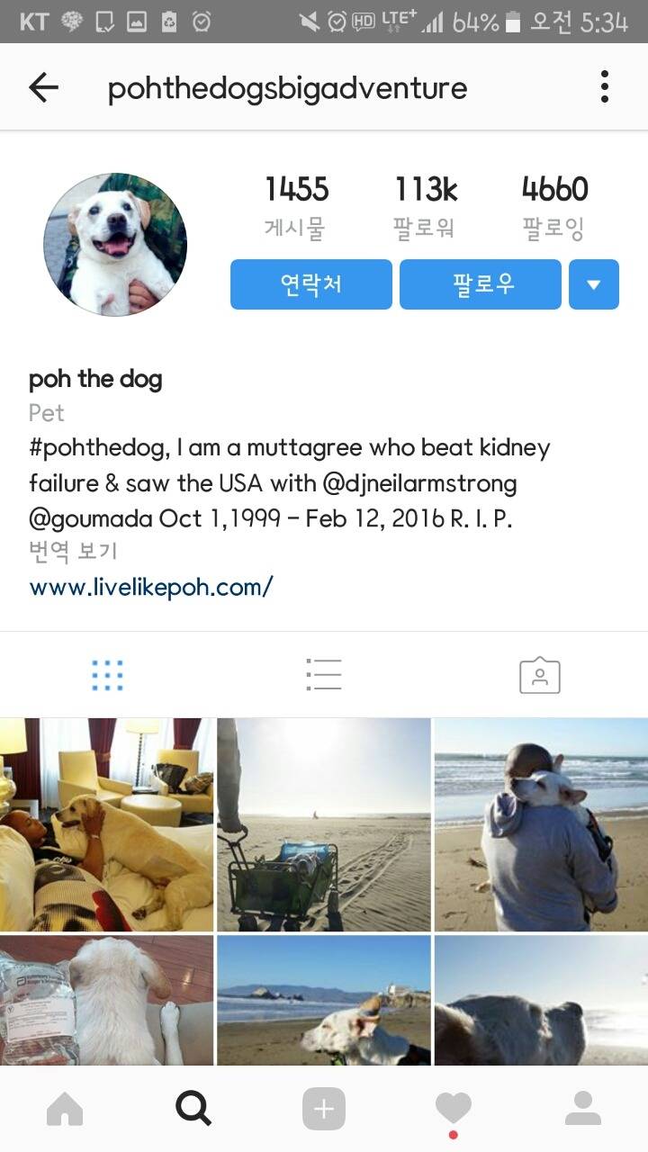 시한부 강아지의 마지막 여행 | 인스티즈