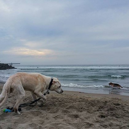 시한부 강아지의 마지막 여행 | 인스티즈