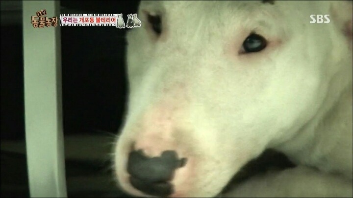 주인이 100％ 노린 이름 | 인스티즈