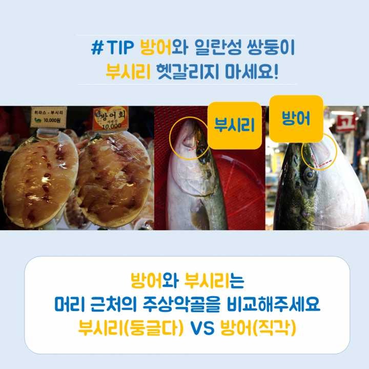 생선회 구별법.JPG | 인스티즈