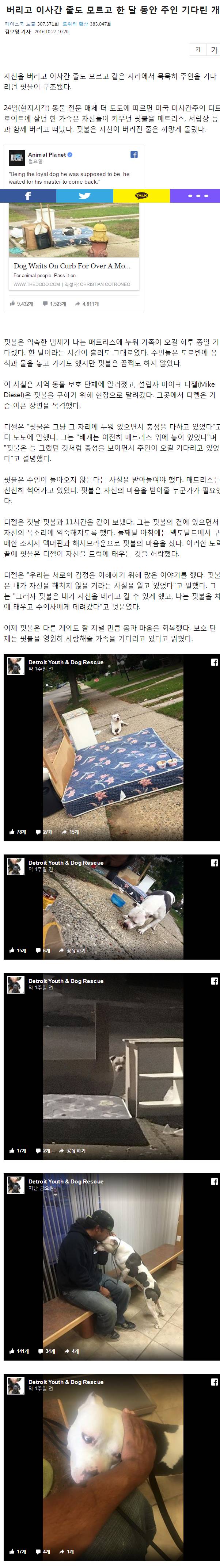 버리고 이사간 줄도 모르고 한 달 동안 주인 기다린 개 | 인스티즈