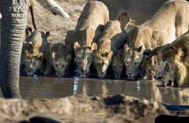 ??? : 동물의 왕이 사자라고? | 인스티즈