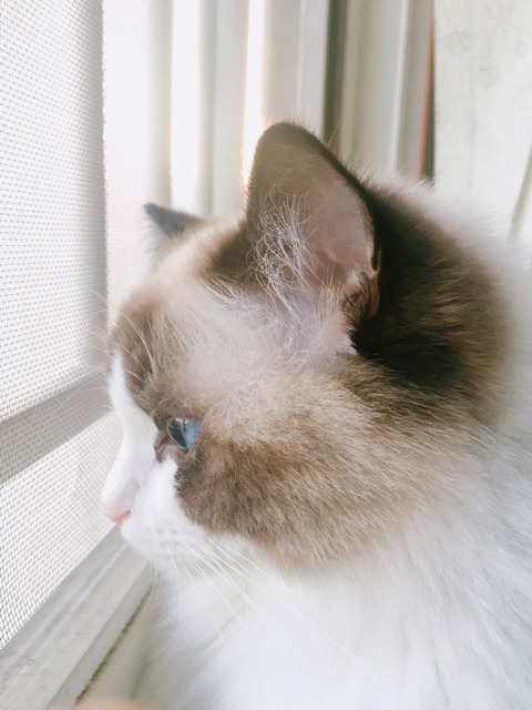 바다보다 깊은 고양이의 눈:) | 인스티즈