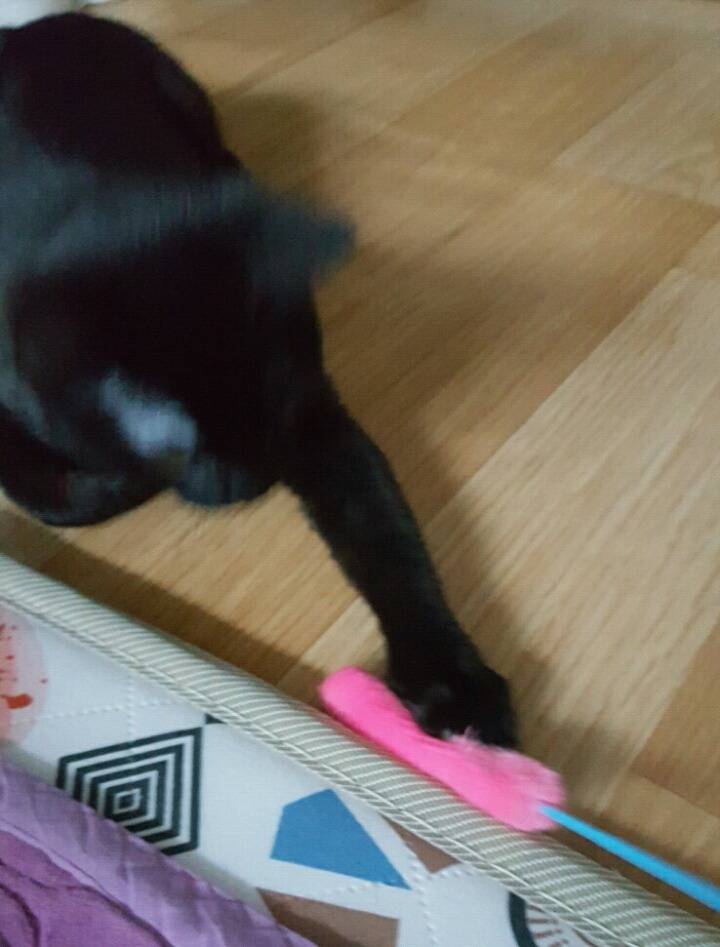 고양이 키우는 분들만 아는자세ㅋㅋ | 인스티즈