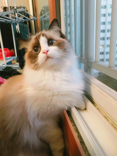 바다보다 깊은 고양이의 눈:) | 인스티즈