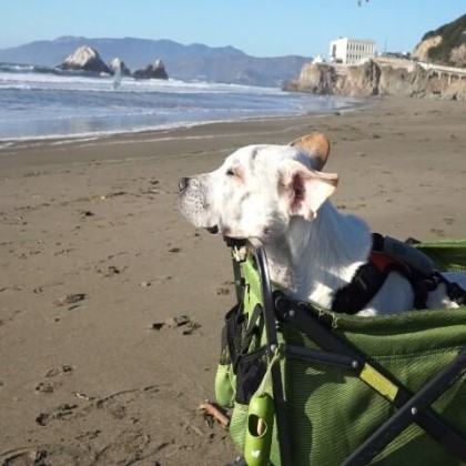 시한부 강아지의 마지막 여행 | 인스티즈