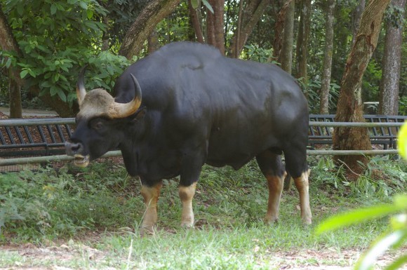 인도에서 소를 신성시하는 이유.jpgif | 인스티즈