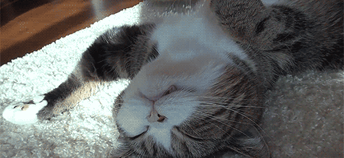 기분이.....기분이...좋다냥......♥ | 인스티즈