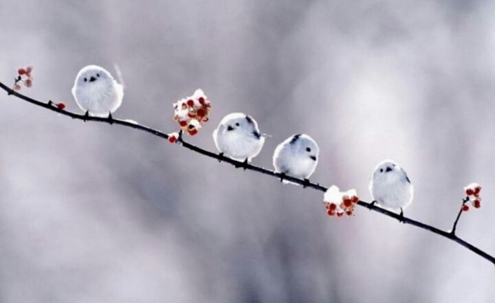 우리나라에만 사는 새 | 인스티즈