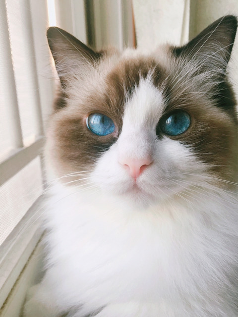 바다보다 깊은 고양이의 눈:) | 인스티즈