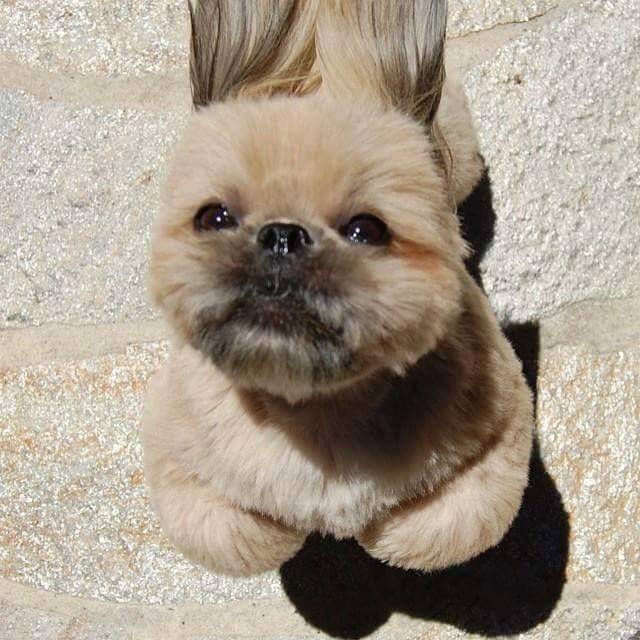 외국 시츄 | 인스티즈