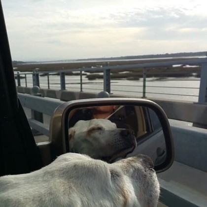 시한부 강아지의 마지막 여행 | 인스티즈