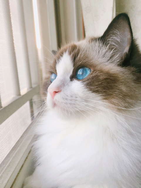 바다보다 깊은 고양이의 눈:) | 인스티즈