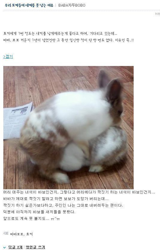 토끼가 새끼를 못낳는 이유 | 인스티즈