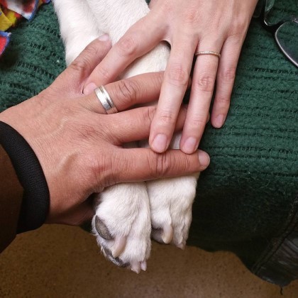 시한부 강아지의 마지막 여행 | 인스티즈