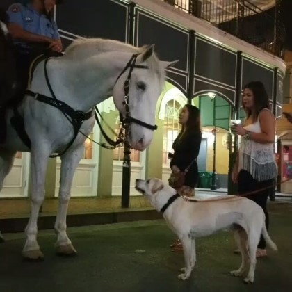 시한부 강아지의 마지막 여행 | 인스티즈