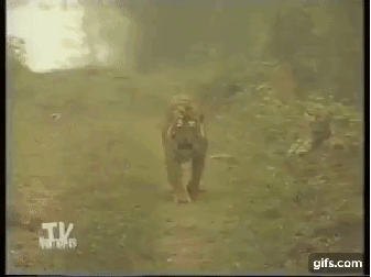 공포의 급발진 호랑이의 진실.gif | 인스티즈