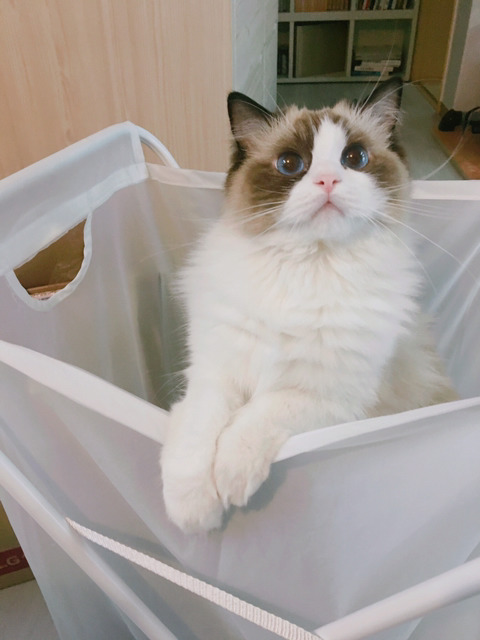 바다보다 깊은 고양이의 눈:) | 인스티즈