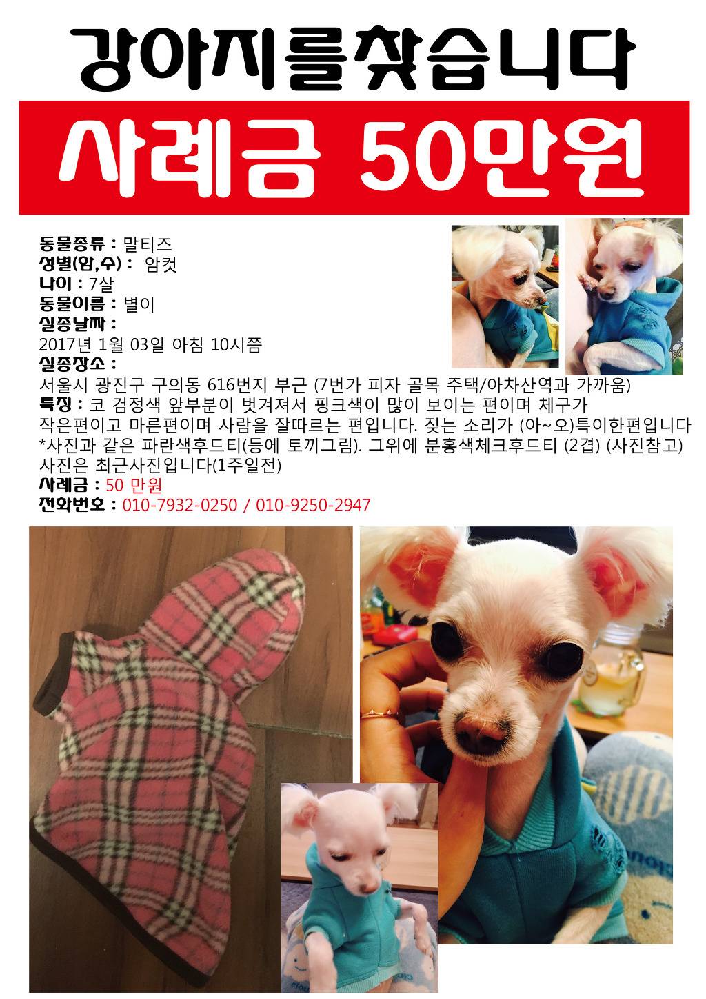 [사례금50만원] 강아지를 찾습니다. 서울시 광진구 구의동에서 잃어버렸어요 광진구 여시들 한번만 봐주세요ㅠㅠ | 인스티즈
