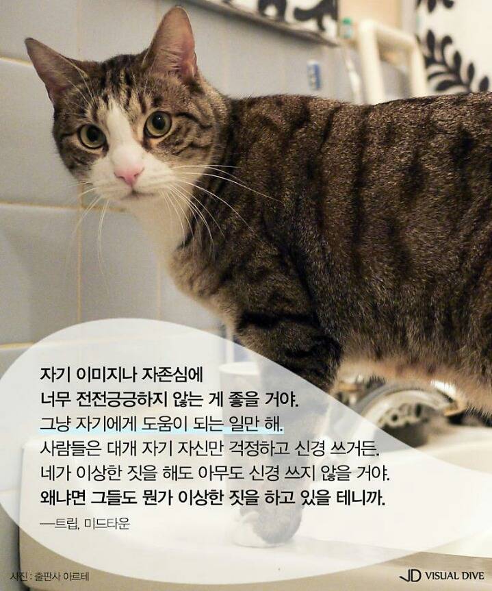 고양이를 인터뷰 한다면 | 인스티즈