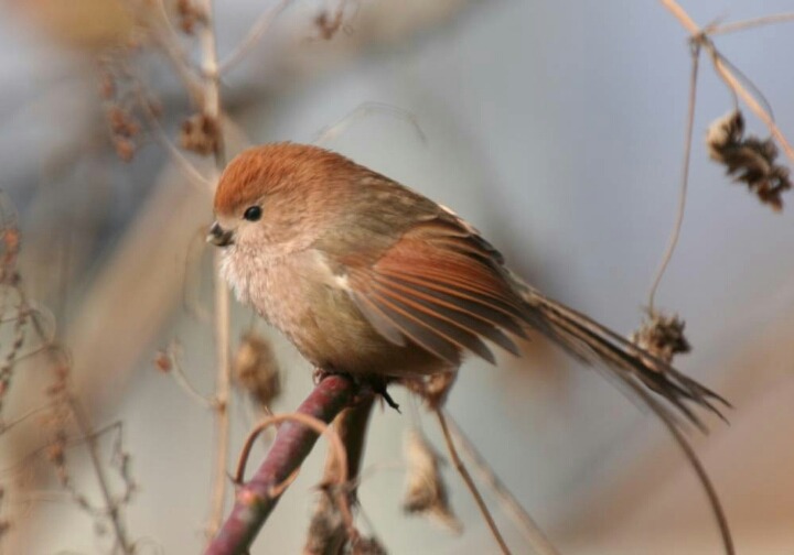 우리나라에만 사는 새 | 인스티즈