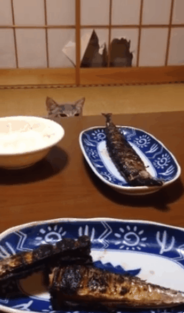 고양이 키우는 집에서 생선 구웠을때...gif | 인스티즈