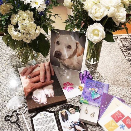 시한부 강아지의 마지막 여행 | 인스티즈