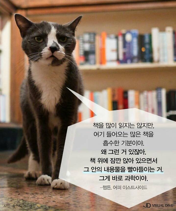 고양이를 인터뷰 한다면 | 인스티즈