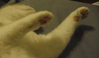 티아라 보핍보핍춤을 추는 고양이 | 인스티즈