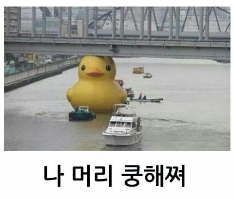 냥이 쿵해쪄.JPG | 인스티즈