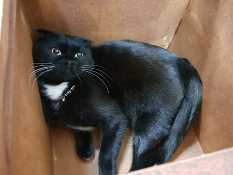 2018년 첫 고양이 | 인스티즈