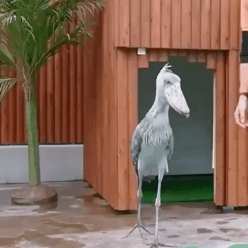 귀여운 슈빌.gif | 인스티즈