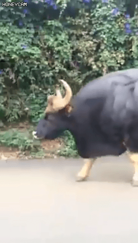 인도에서 소를 신성시하는 이유.jpgif | 인스티즈