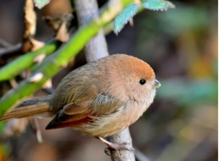 우리나라에만 사는 새 | 인스티즈