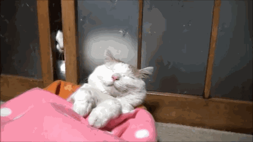 하루한번 고양이 | 인스티즈