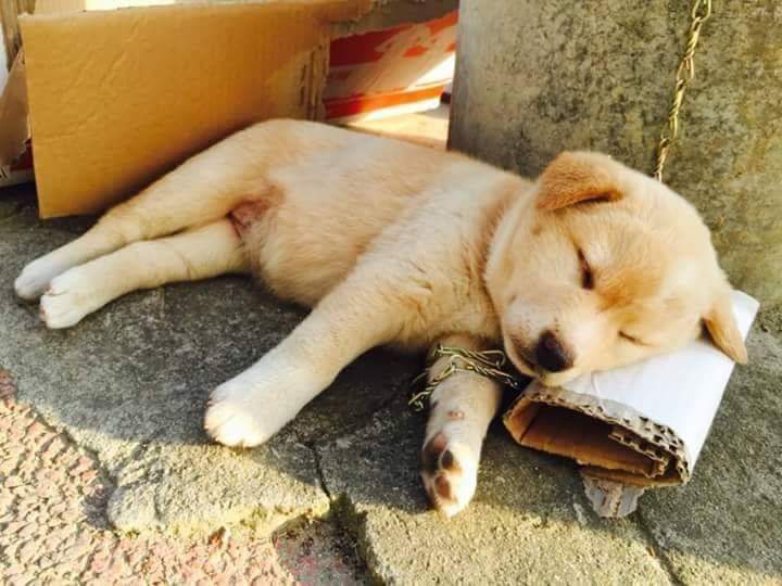 사나우니 건들지 마시오.jpg | 인스티즈