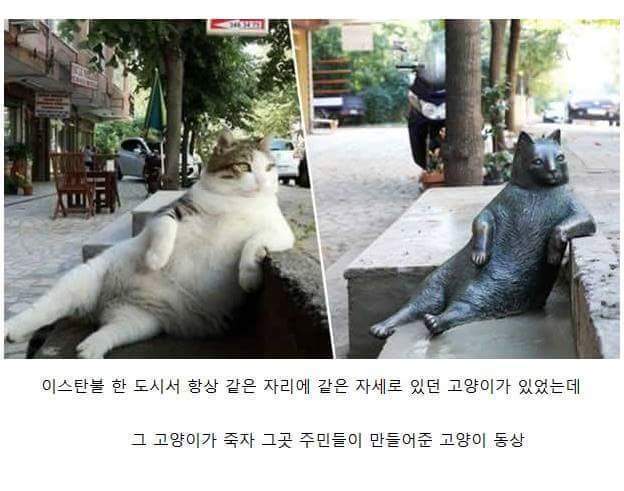 이스탄불의 흔한 고양이 | 인스티즈