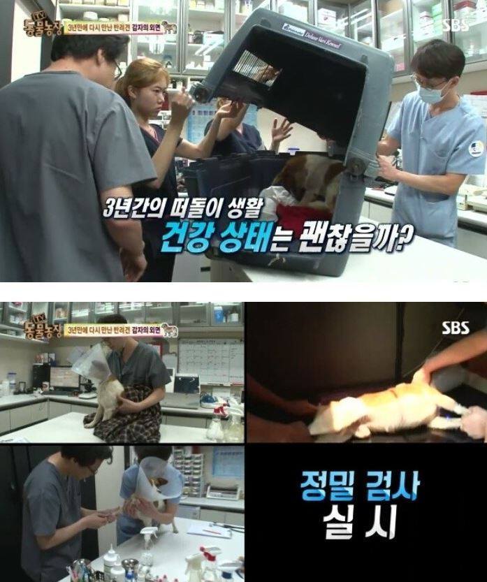 잃어버린 개를 3년만에 찾은 아저씨 | 인스티즈