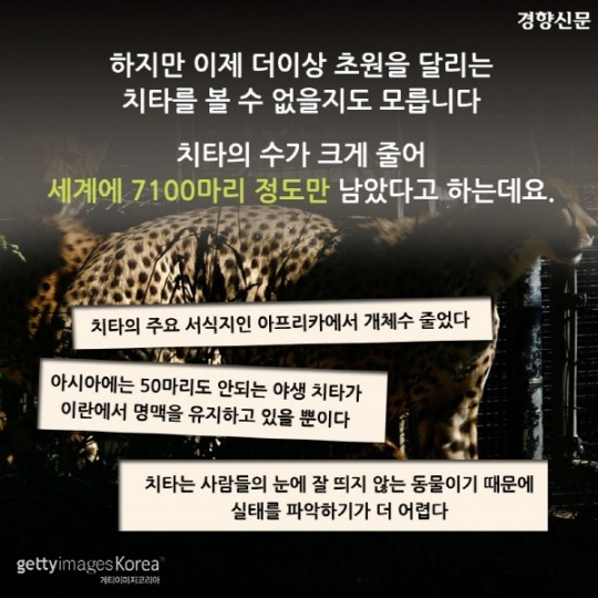  치타가 사라진다 | 인스티즈