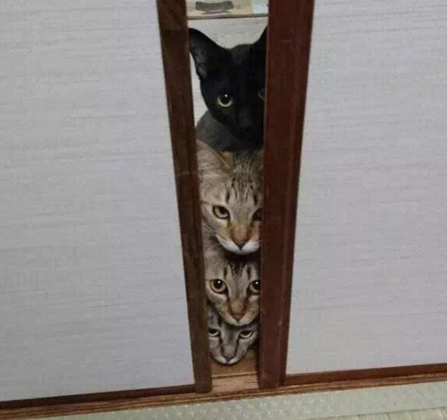 신혼부부가 고양이 키우면 나타나는일 | 인스티즈