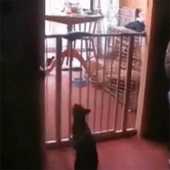 고양이모음 | 인스티즈